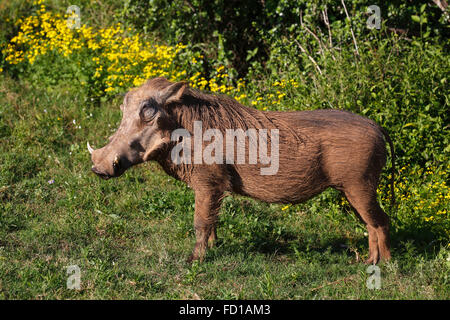 Gemeinsamen Warzenschwein (Phacochoerus Africanus), Männchen, Addo Elephant National Park, Eastern Cape, Südafrika Stockfoto