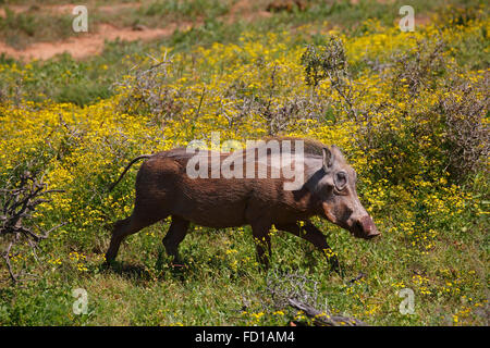 Gemeinsamen Warzenschwein (Phacochoerus Africanus), Blutungen aus Nase, durch blühende Buschland, Addo Elephant National Park Stockfoto