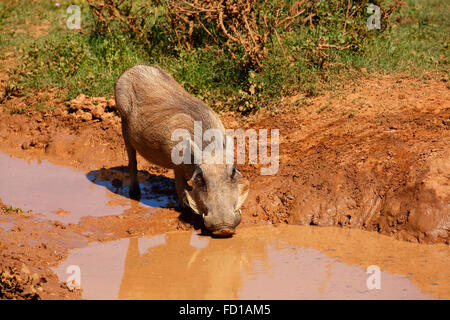 Gemeinsamen Warzenschwein (Phacochoerus Africanus) trinken am schlammiges Wasserloch, Addo Elephant National Park, Eastern Cape, Südafrika Stockfoto