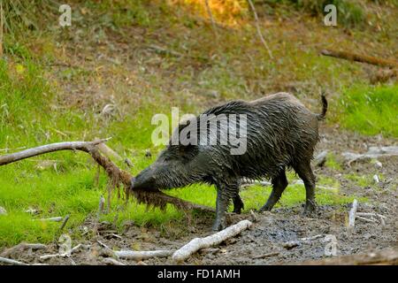 Wildschwein (Sus Scrofa) nach suhlen im Schlamm, Mühleiten, Niederösterreich, Österreich Stockfoto