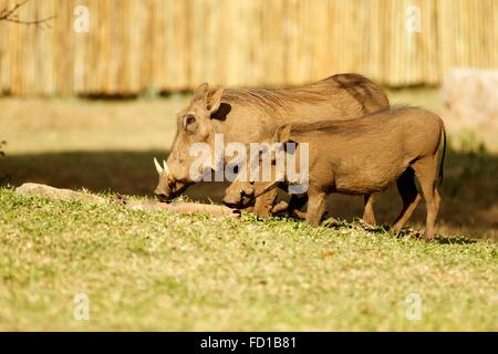 Zwei gemeinsame Warzenschweine (Phacochoerus Africanus) Fütterung, Maninghi Lodge, Krüger Nationalpark, Südafrika Stockfoto