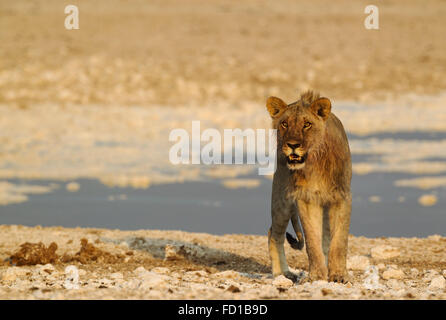 Löwe (Panthera Leo), juvenile Männchen am Wasserloch mit Blut auf Mähne von der Fütterung, Abendlicht, Etosha Nationalpark, Namibia Stockfoto