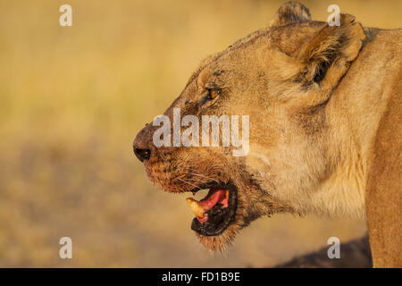 Löwe (Panthera Leo), weibliche mit Blut auf Fang nach der Fütterung, Savuti, Chobe Nationalpark, Botswana Stockfoto