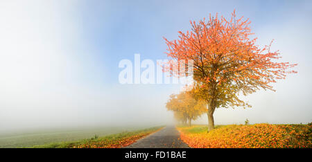 Kirschbaum (Prunus SP.) in herbstlichen Farben neben Straße, Morgennebel, Kopfsteinpflaster, Sachsen-Anhalt, Deutschland Stockfoto