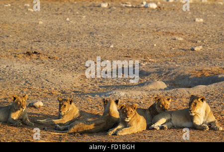 Löwe (Panthera Leo), zwei Frauen auf der rechten Seite und in der Mitte und vier subadulte männliche Jungtiere, die Ruhe am Abend Stockfoto