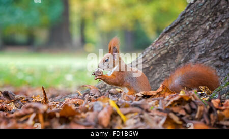 Eichhörnchen (Sciurus Vulgaris) mit Walnuss, Herbst, Nahrungssuche, Sachsen, Deutschland Stockfoto