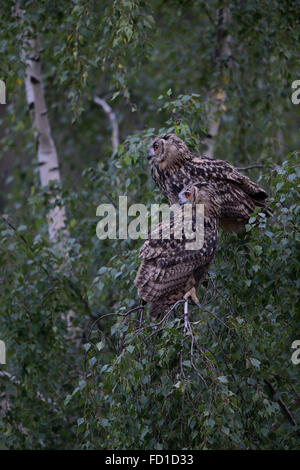 Nördlichen Uhu / Europaeische Uhus (Bubo Bubo), zwei Geschwister, thront in einer Birke in der Abenddämmerung, Tierwelt, Deutschland. Stockfoto