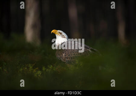 Weißkopf-Seeadler / Weisskopfseeadler (Haliaeetus Leucocephalus), sitzt im Rampenlicht, im Unterholz von dunklen Wäldern, in Gefangenschaft. Stockfoto