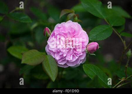 Nahaufnahme einer rosa Harlow Carr Rose, die in einem englischen Garten blüht Stockfoto