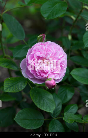 Nahaufnahme von der rosa Harlow Carr Rose Stockfoto