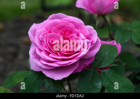 Nahaufnahme von David Austin rosa Rose Gertrude Jekyll blüht in einem englischen Garten, England, UK Stockfoto
