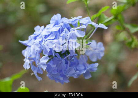 Nahaufnahme von Plumbago Auriculata (Cape Leadwort), die im Sommer in Großbritannien blüht Stockfoto