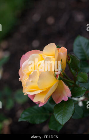 Nahaufnahme von Rosa Southampton, einer wunderschönen gelben Blumenbunda-Rose, die in Großbritannien blüht Stockfoto