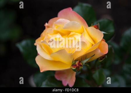 Nahaufnahme von Rosa Southampton, einer wunderschönen gelben Blumenbunda-Rose, die in einem englischen Garten in England, Großbritannien blüht Stockfoto