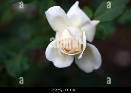 Nahaufnahme einer weißen Krokus-Rose-Knospe vor dunklem Hintergrund. Blüte in einem englischen Garten in Großbritannien Stockfoto