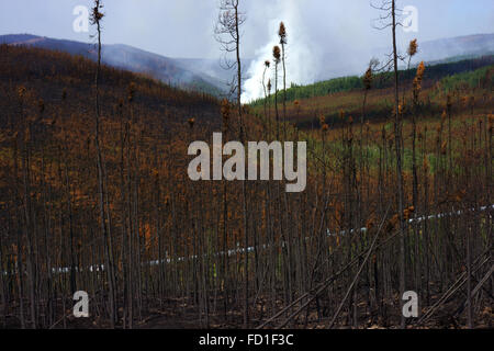 Forestfire und verbrannten Wald in der Nähe von Trans-Alaska-Erdöl-Pipeline nördlich von Fairbanks, Alaska Stockfoto