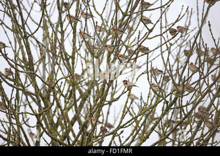 Bergfink (Fringilla montifringilla) Stockfoto