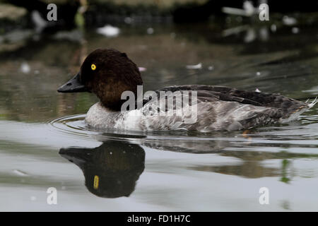 Goldeneye weiblich (Bucephala Clangula) Stockfoto