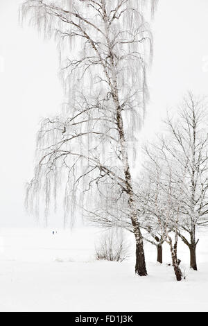 Bild von hohen Birken in einer Winterlandschaft. Stockfoto