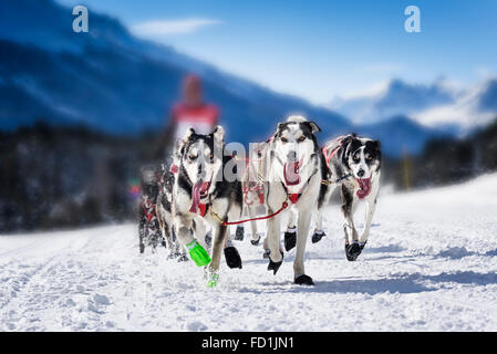 sportliche Hunde-Team läuft im Schnee Stockfoto