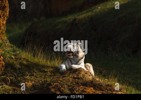 Ein weißer Tiger (Panthera Tigris Tigris) ruht in Cabarceno Naturpark, Kantabrien, Spanien. Stockfoto