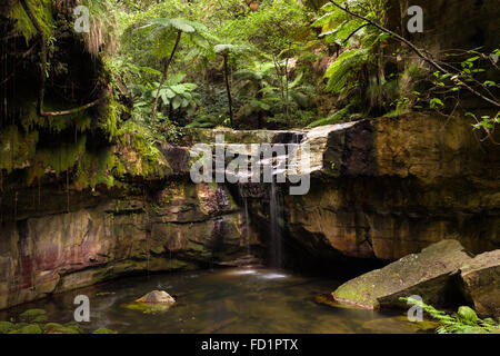 Moos Garden Carnarvon Gorge Waterfall, Queensland, Australien Stockfoto