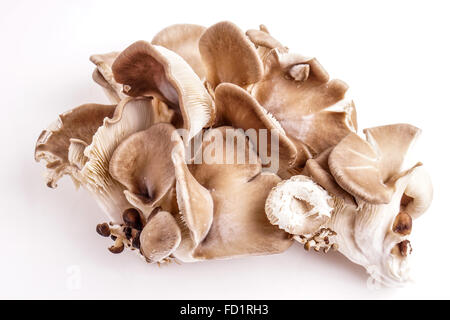 Frische Bio Austernpilze isoliert auf weiss Stockfoto