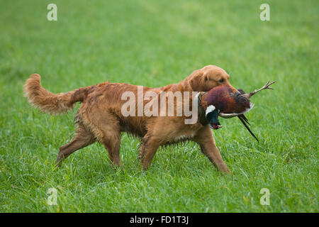 Golden Retriever ein Fasan abrufen. Stockfoto