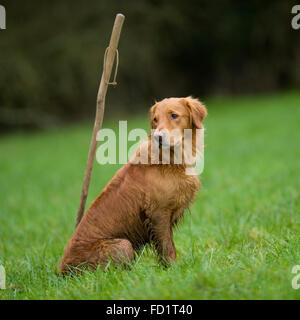 Golden Retriever auf einem Pflock Stockfoto