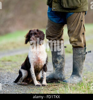 Springer sitzen zu Füßen wartet auf Anweisungen Stockfoto