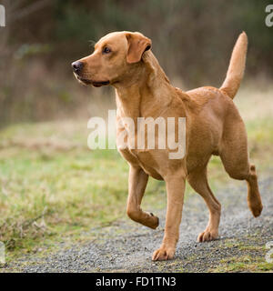 Fox red Labrador retriever Stockfoto