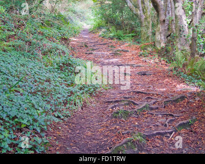 Naturschutzgebiet Kemyel Falte, Cornwall Wildlife Trust, Cornwall, England, UK Stockfoto