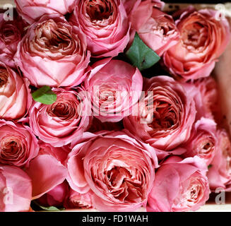 Rosa Rosenstrauß Stockfoto