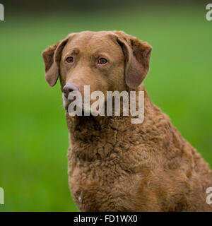 Chesapeake Bay Retriever Stockfoto