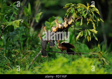 Hoatzin, Opisthocomus Hoazin, Napo Wildlife Lodge, Amazonas, Ecuador, Südamerika Stockfoto