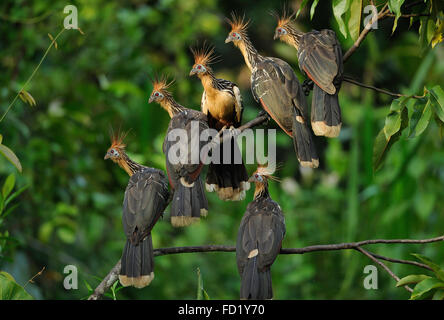 Hoatzin, Opisthocomus Hoazin, Napo Wildlife Lodge, Amazonas, Ecuador, Südamerika Stockfoto