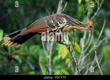 Hoatzin, Opisthocomus Hoazin, Napo Wildlife Lodge, Amazonas, Ecuador, Südamerika Stockfoto