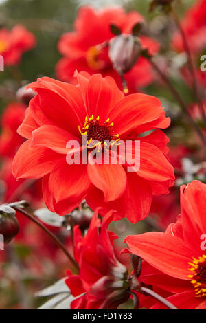 Dahlie, Bischof von Llandaff Blume in Picton Castle Gardens. Stockfoto