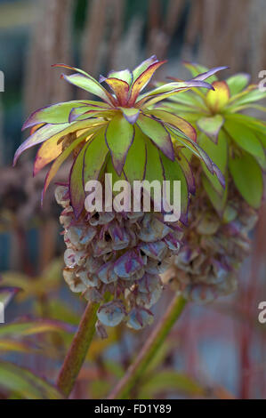 Ananas-Blüte (Eucomis bicolor) Seedhead, Bayern, Deutschland Stockfoto