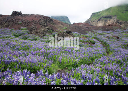 Blühende Nootka Lupinen (Lupinus Nootkatensis) auf Heimaey, Island Stockfoto