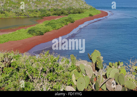 Insel Rábida, Galapagos, Ecuador. Stockfoto