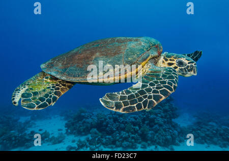 Hawksbill Turtle, Eretmochelys Imbricata, Schwimmen über Korallenriff in Hamata, Rotes Meer, Ägypten Stockfoto