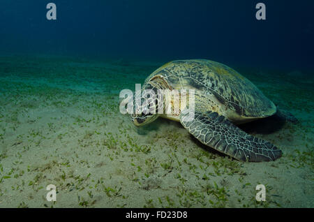 Green Turtle, Chelonia Mydas, Essen Seegras, Marsa Alam, Ägypten Stockfoto