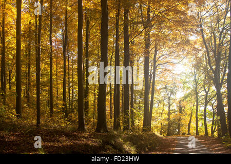 Herbst in einem Wald bei Ruhrhoehenweg im Ardey-Gebirge in der Nähe von Herdecke, North Rhine-Westphalia, Deutschland, Europa Stockfoto