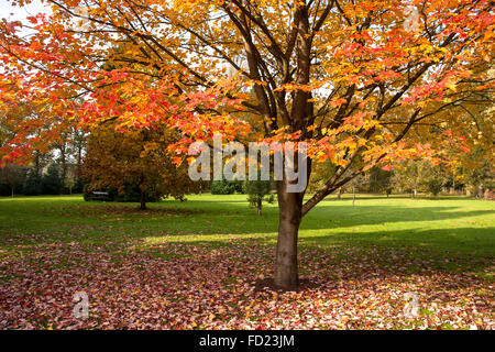 Europa, Deutschland, Nordrhein-Westfalen, Niederrhein, rot-Ahorn (Acer Rubrum) im Herbst in einem Garten in der Nähe von Wesel. Stockfoto