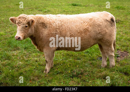 Europa, Deutschland, Nordrhein-Westfalen, Niederrhein, Charolais-Rinder auf einer Weide in der Nähe von Wesel. Stockfoto