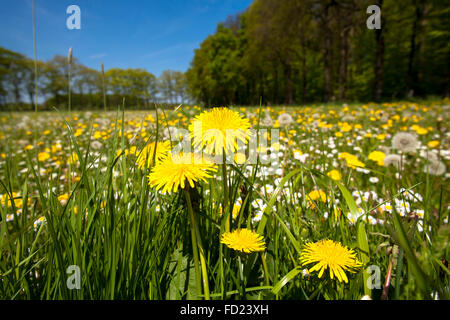 Europa, Deutschland, Nordrhein-Westfalen, Niederrhein, Wiese mit Blumen am Fluss Issel in der Nähe von Wesel. Stockfoto