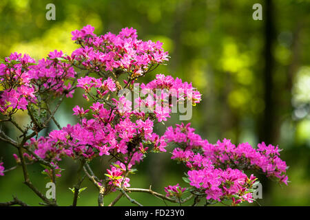 Europa, Deutschland, Nordrhein-Westfalen, Niederrhein, Azalee (lat. Rhododendron Indicum). Stockfoto