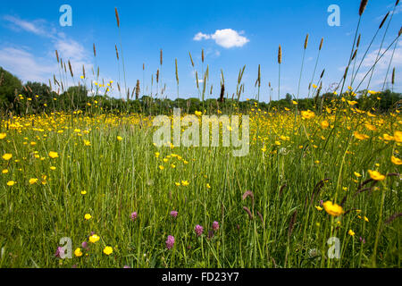 Europa, Deutschland, Nordrhein-Westfalen, Niederrhein, Wiese mit Blumen am Fluss Issel in der Nähe von Wesel. Stockfoto