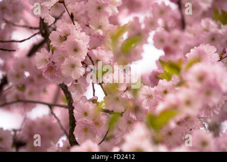 Europa, Deutschland, Nordrhein-Westfalen, Erblüh japanische Kirschbäume (lat. Prunus Serrulata) in der Nähe von Sprockhoevel. Stockfoto